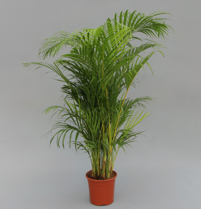 Areca Dypsis