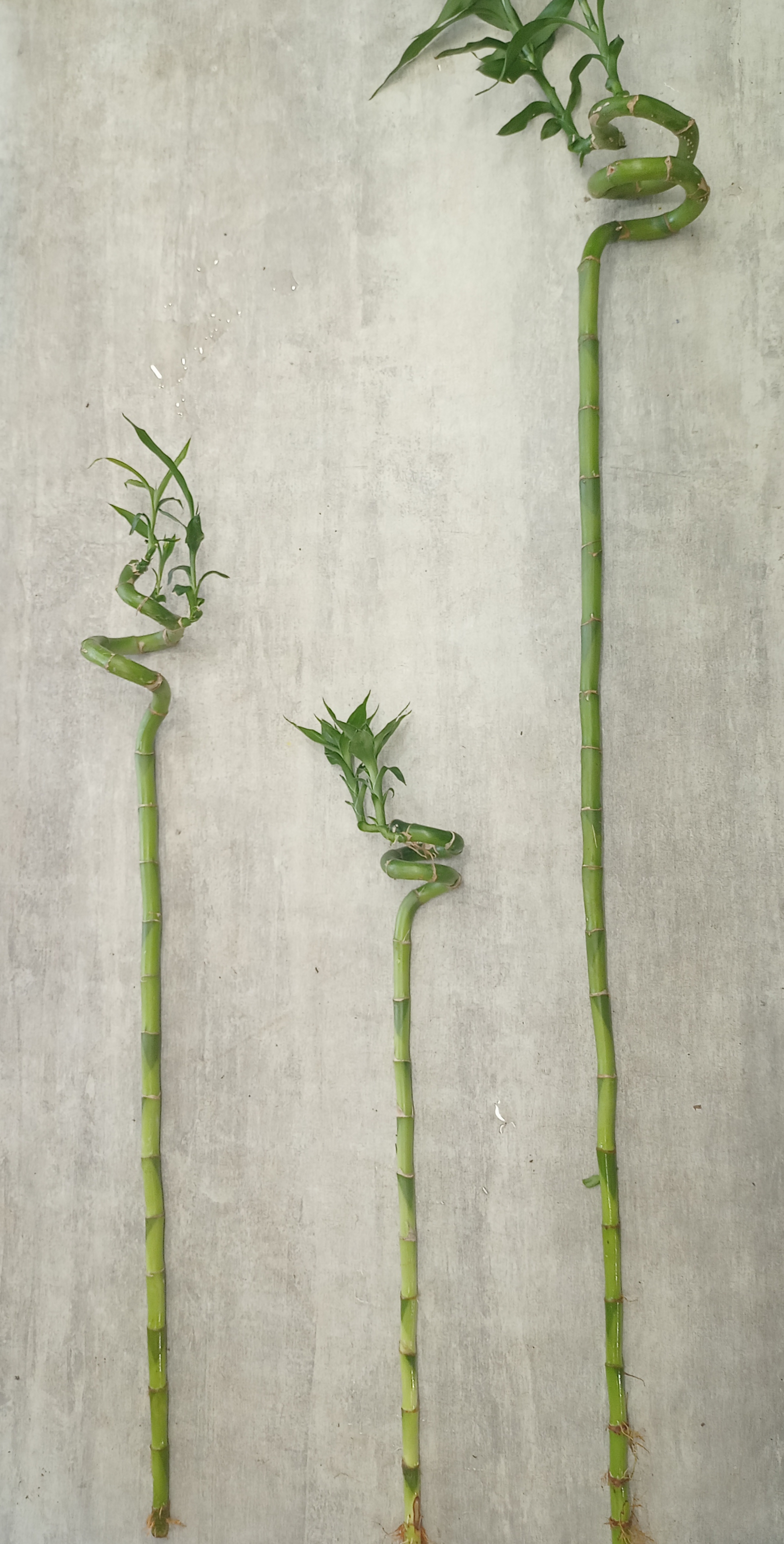 Bambou taille 1 4€