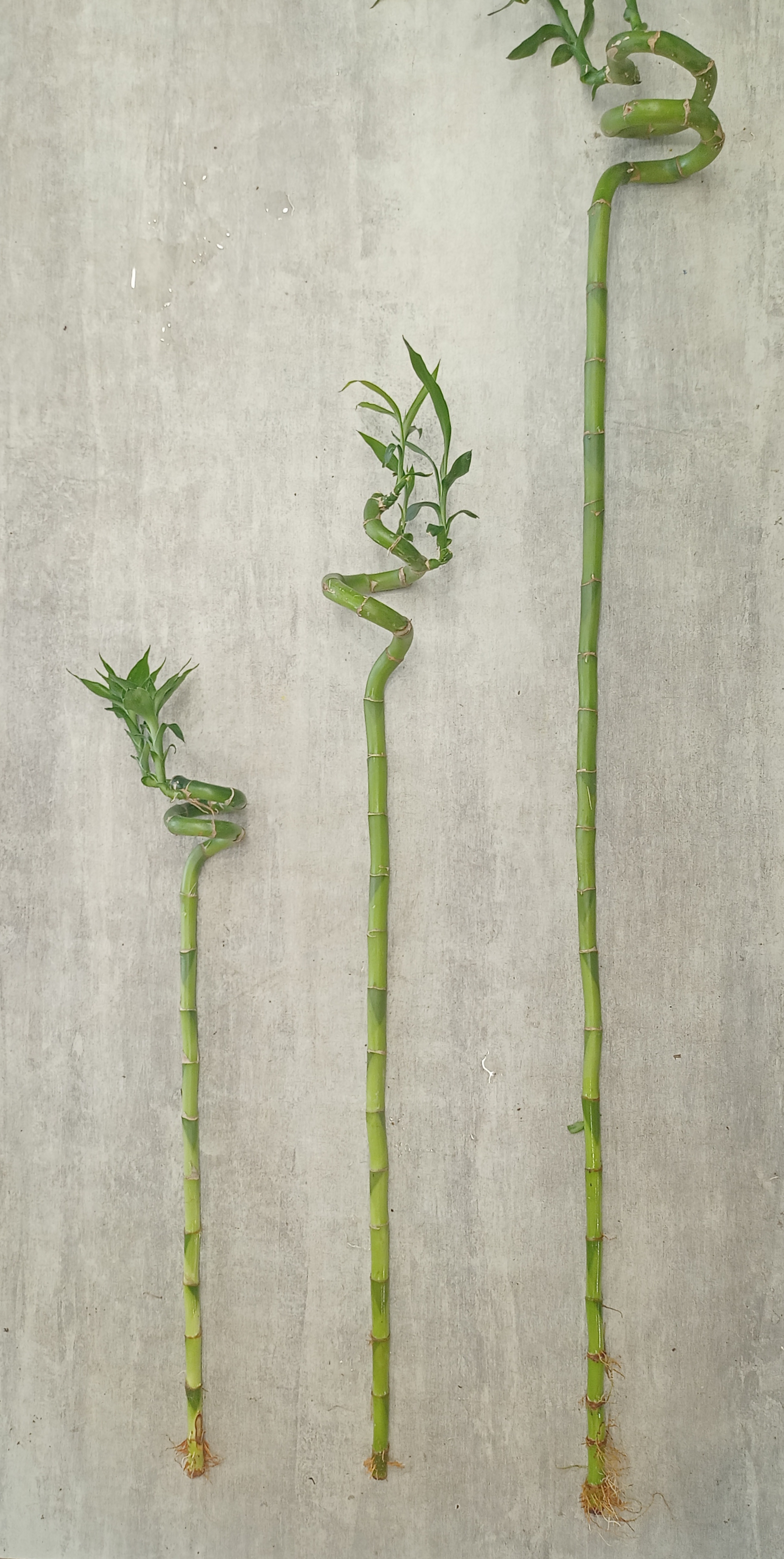 Bambou taille 2 6€