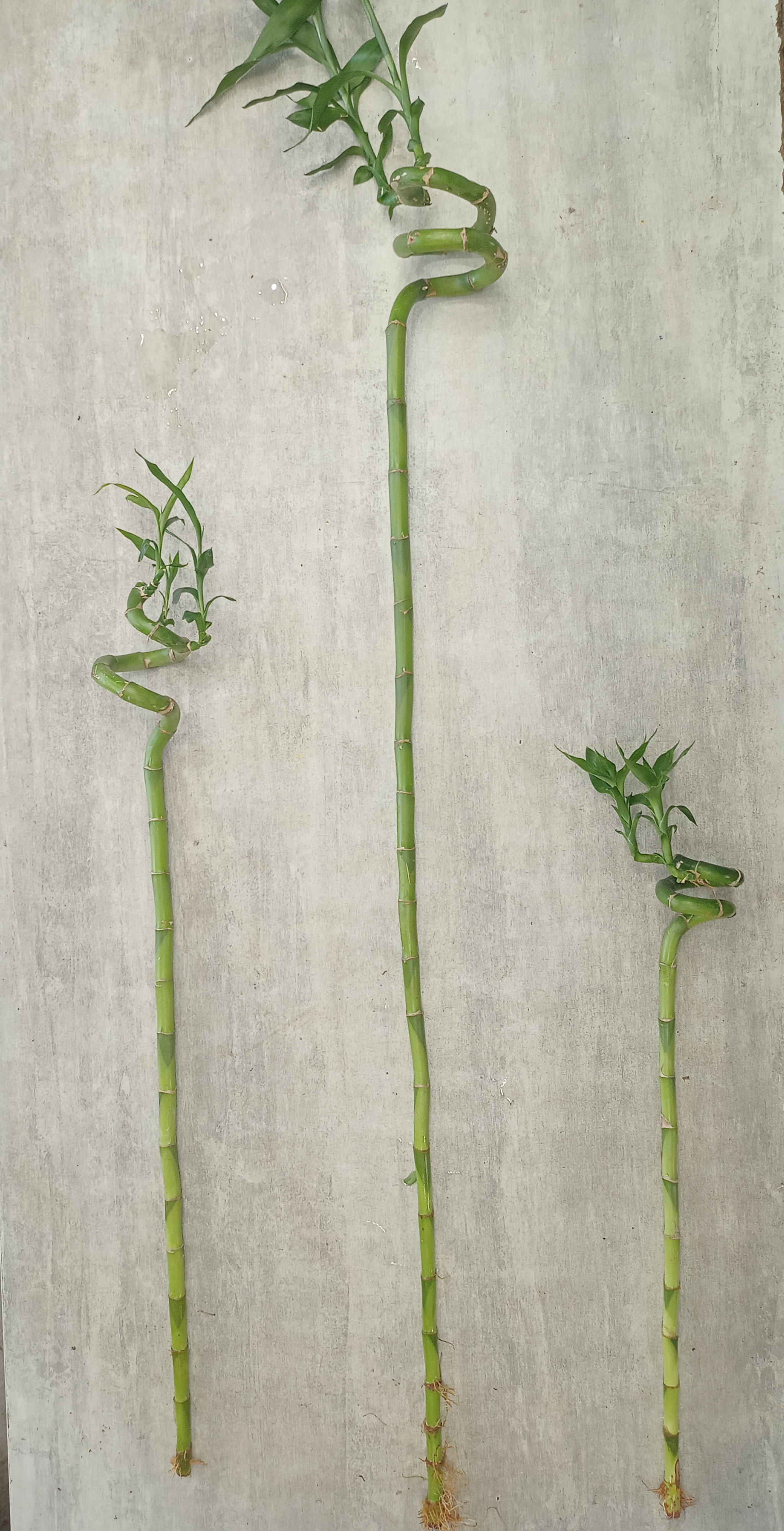 Bambou taille 3 10€