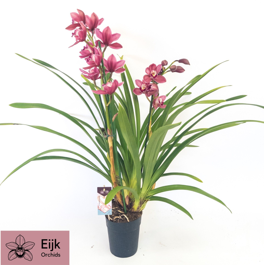 Cymbidium Rosa 2T
