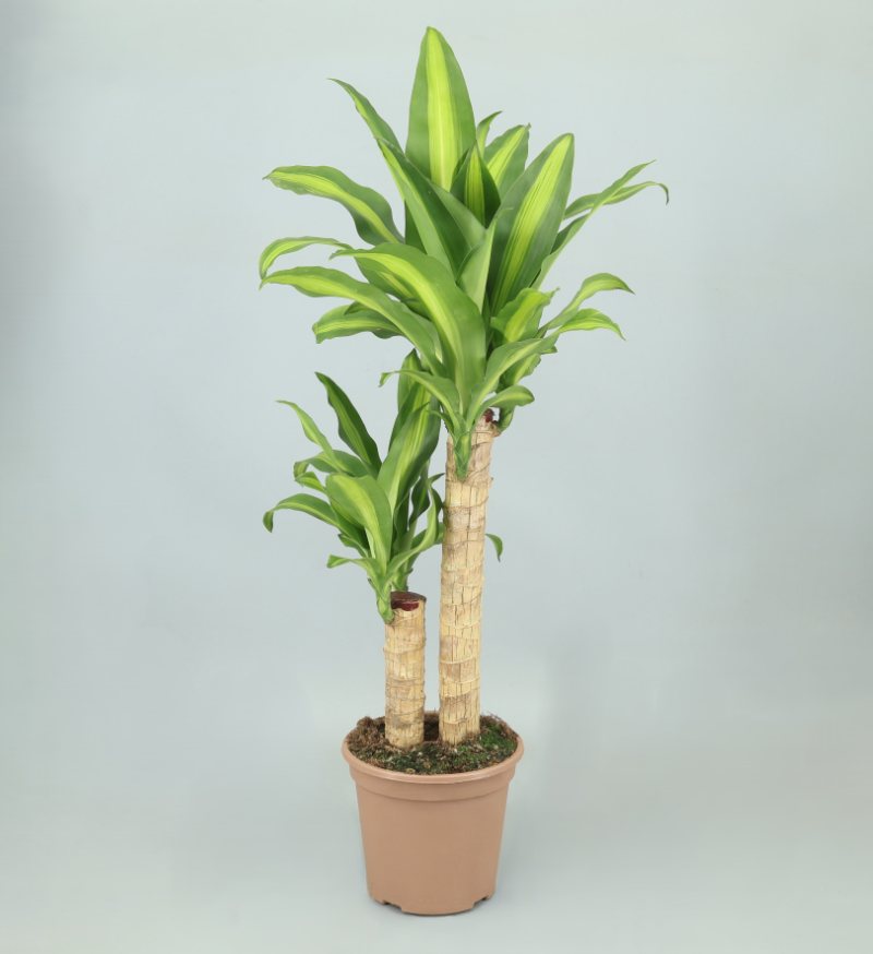 Dracaena Frag 2T
