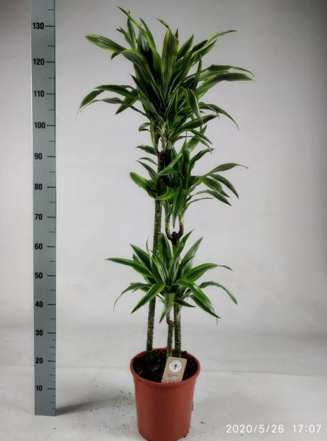 Dracaena Frag 3T