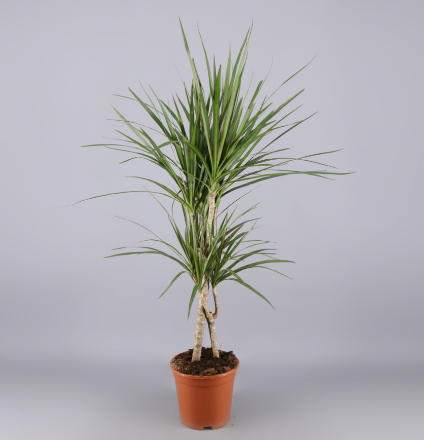 Dracaena Marg 2T