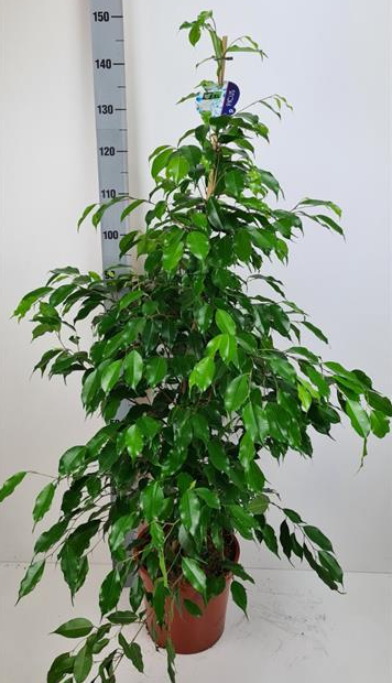 Ficus Exotique Trenzado