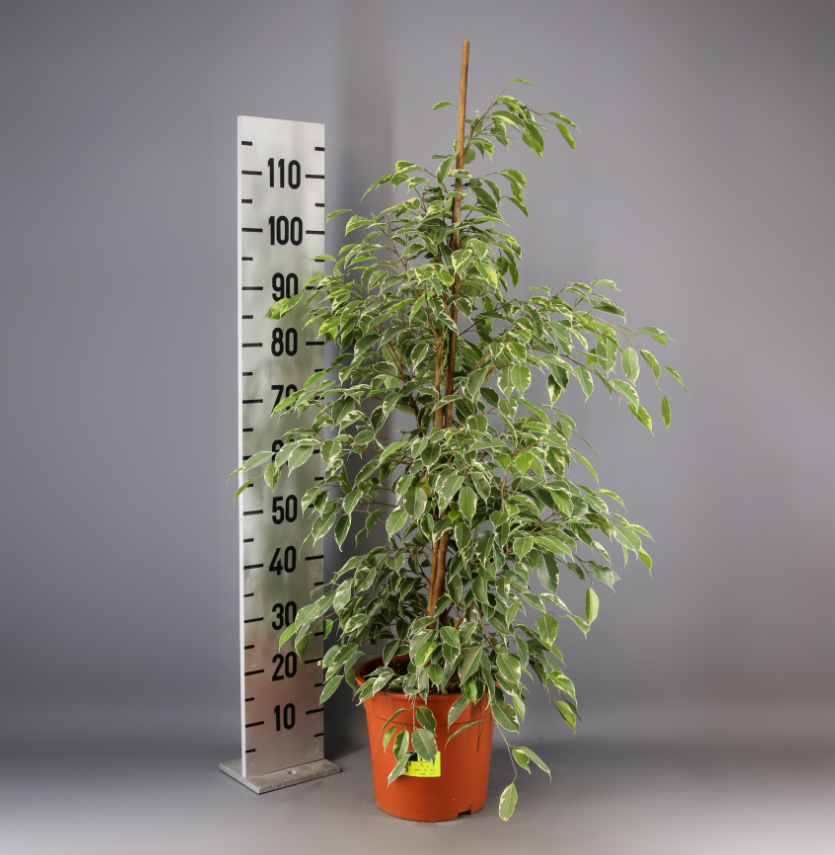 Ficus Golden King 2T