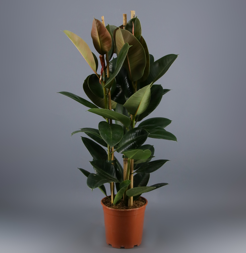 Ficus Robusta 3T