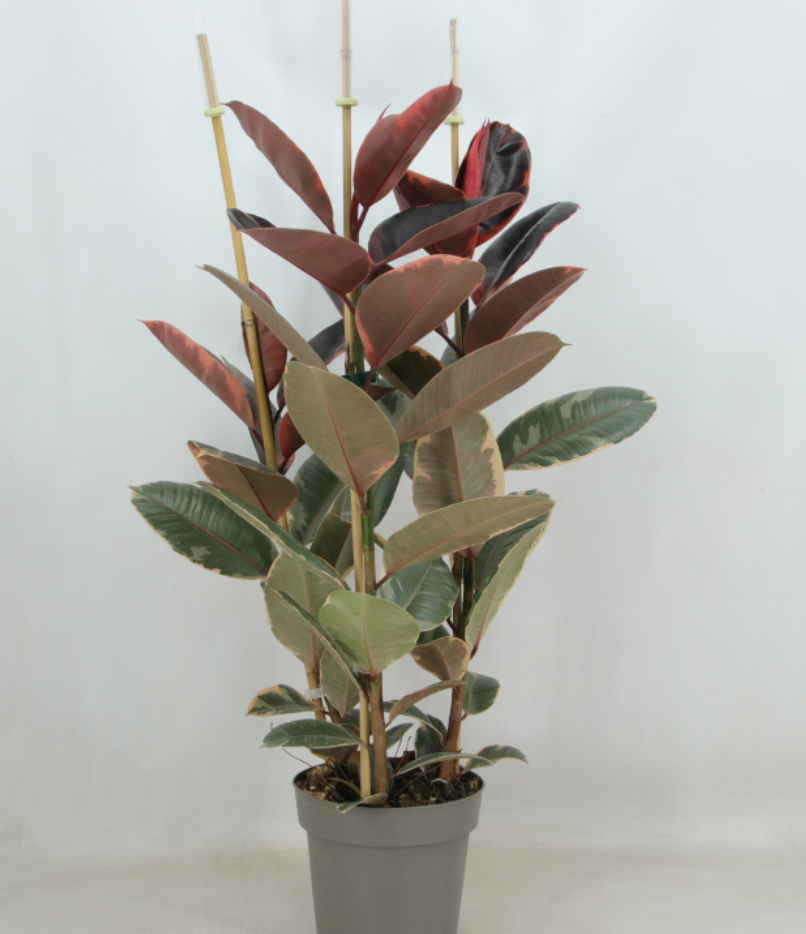 Ficus Ruby 3T