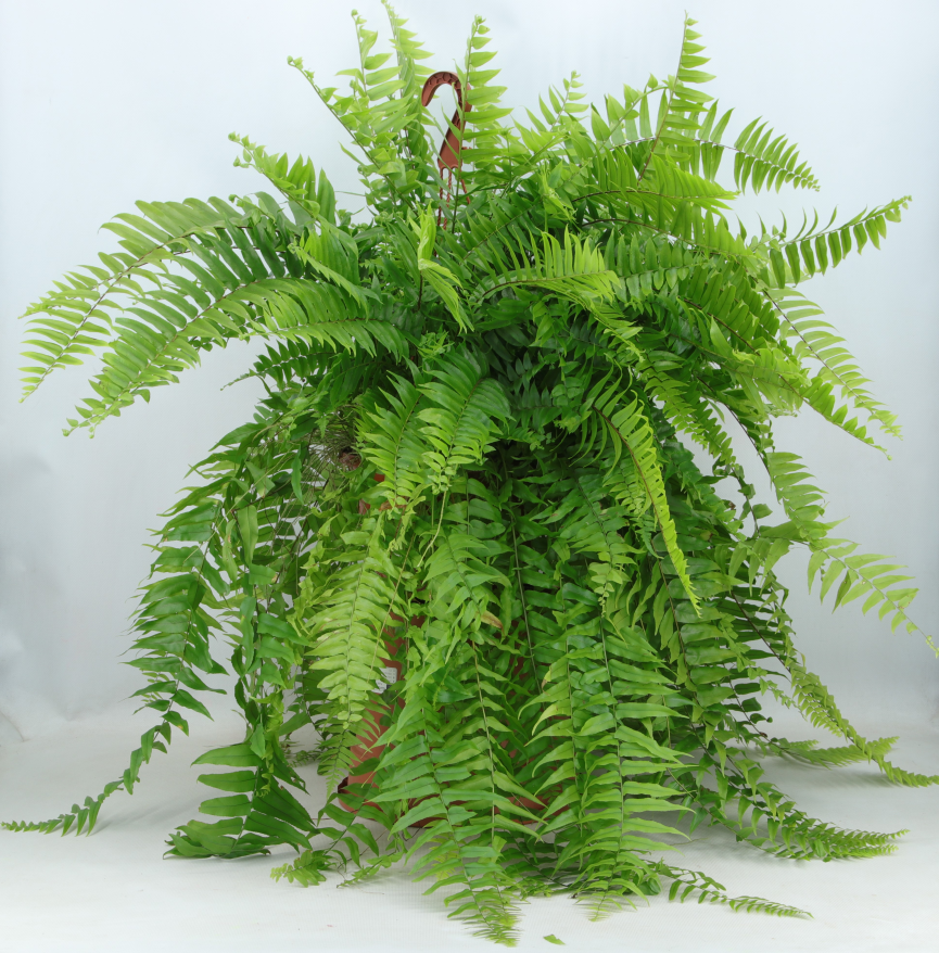 Helecho Macho Colgante