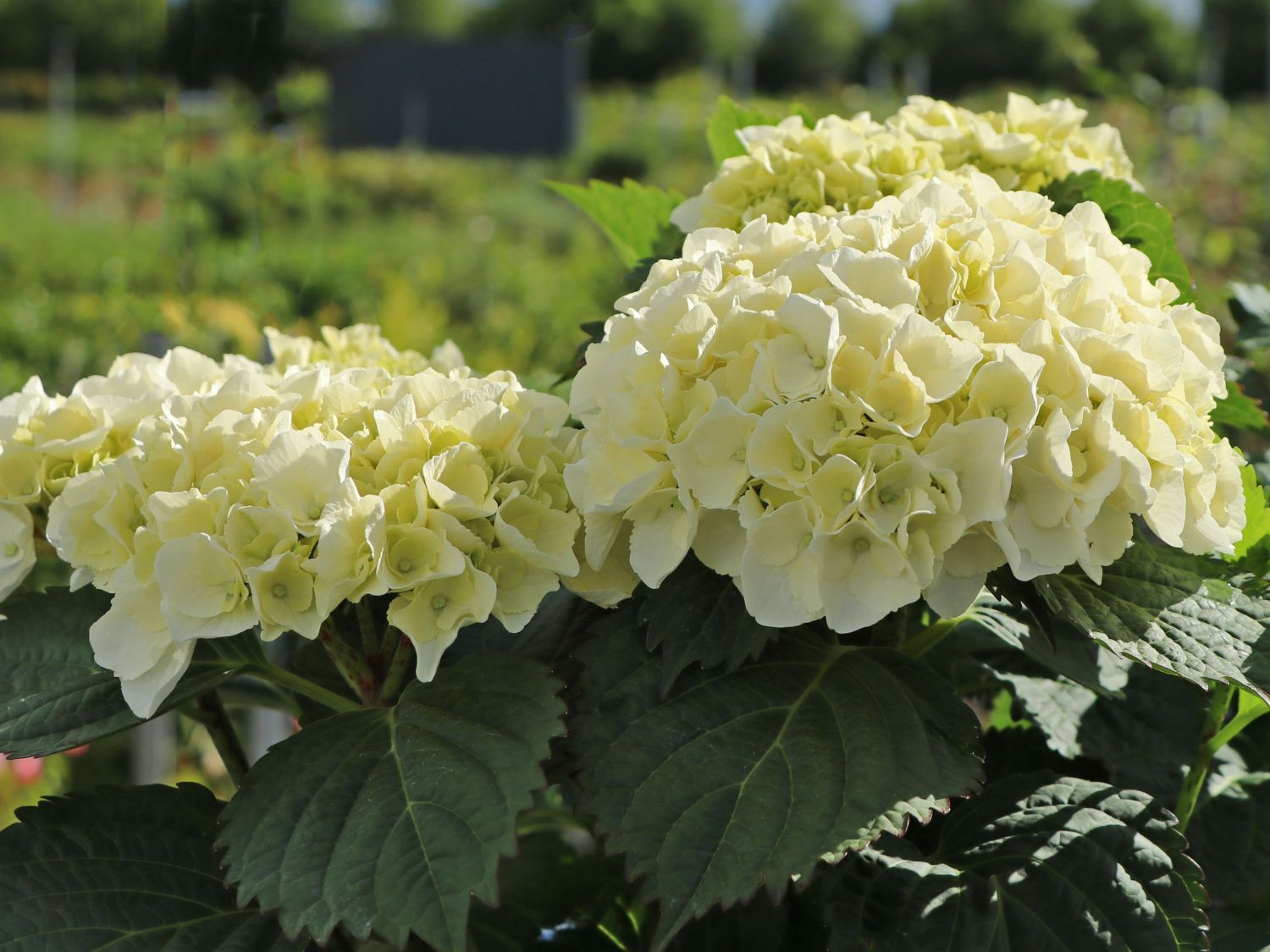Hortensia Crystal Palace