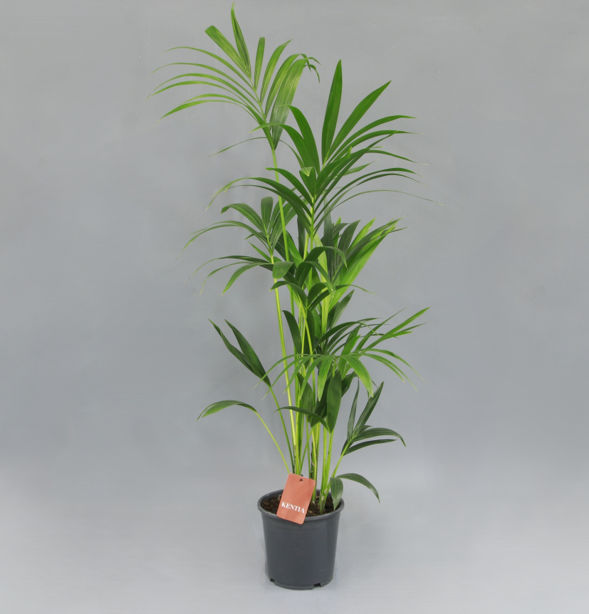 Kentia (Howea) Forsteriana