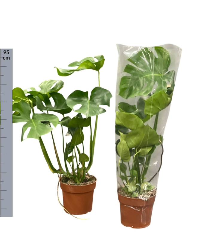 Monstera Deliciosa 3T