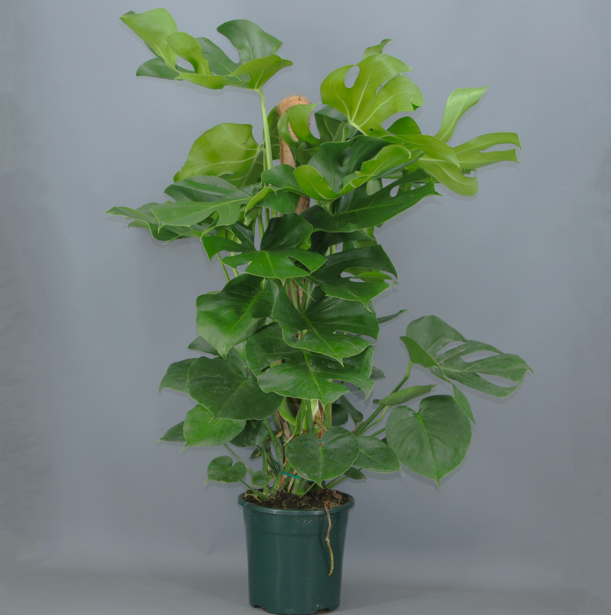 Monstera Tutor