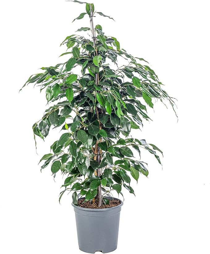 Plante extérieure 2