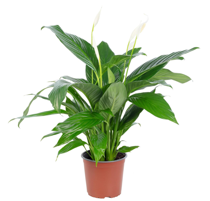 Plante intérieure 1
