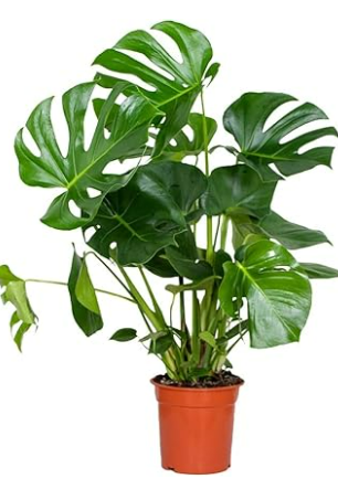 Plante intérieure 3