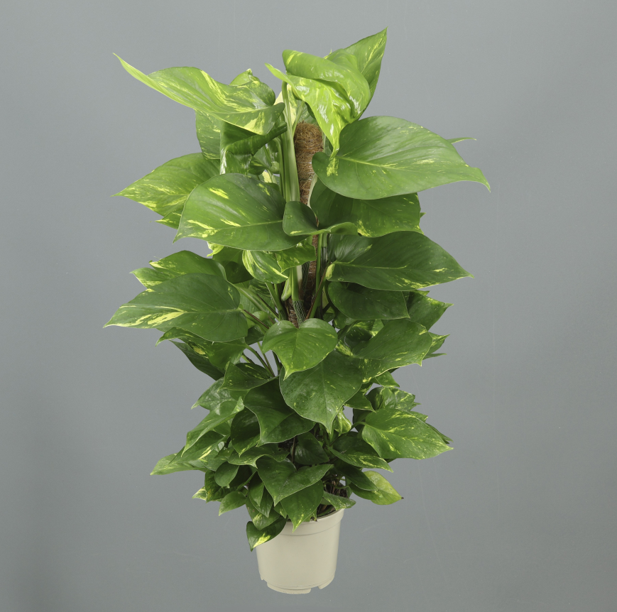 Pothos Tutor