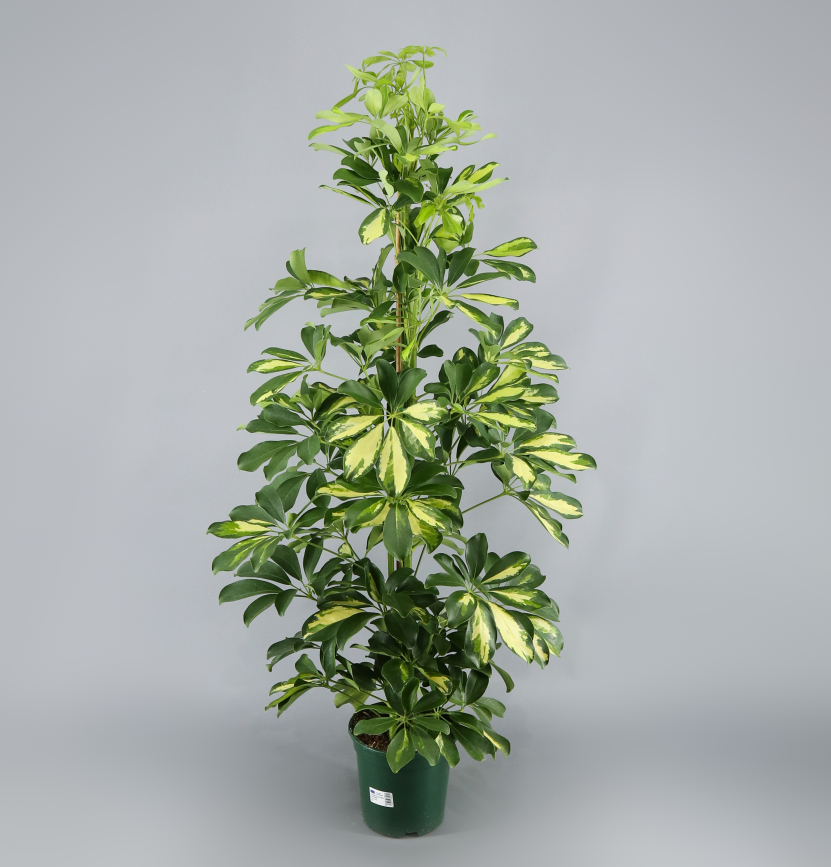 Schefflera Gold Capella